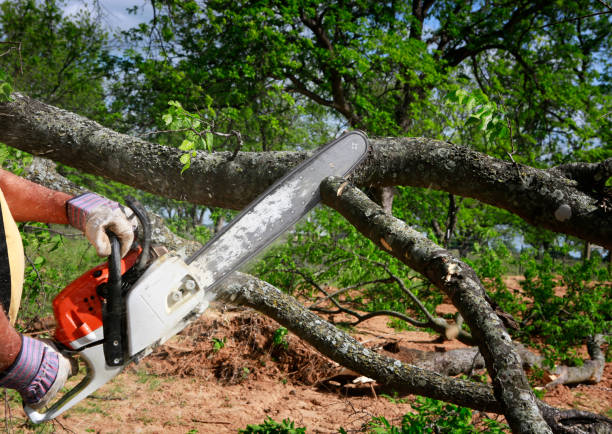 How Our Tree Care Process Works  in  Arbury Hills, IL